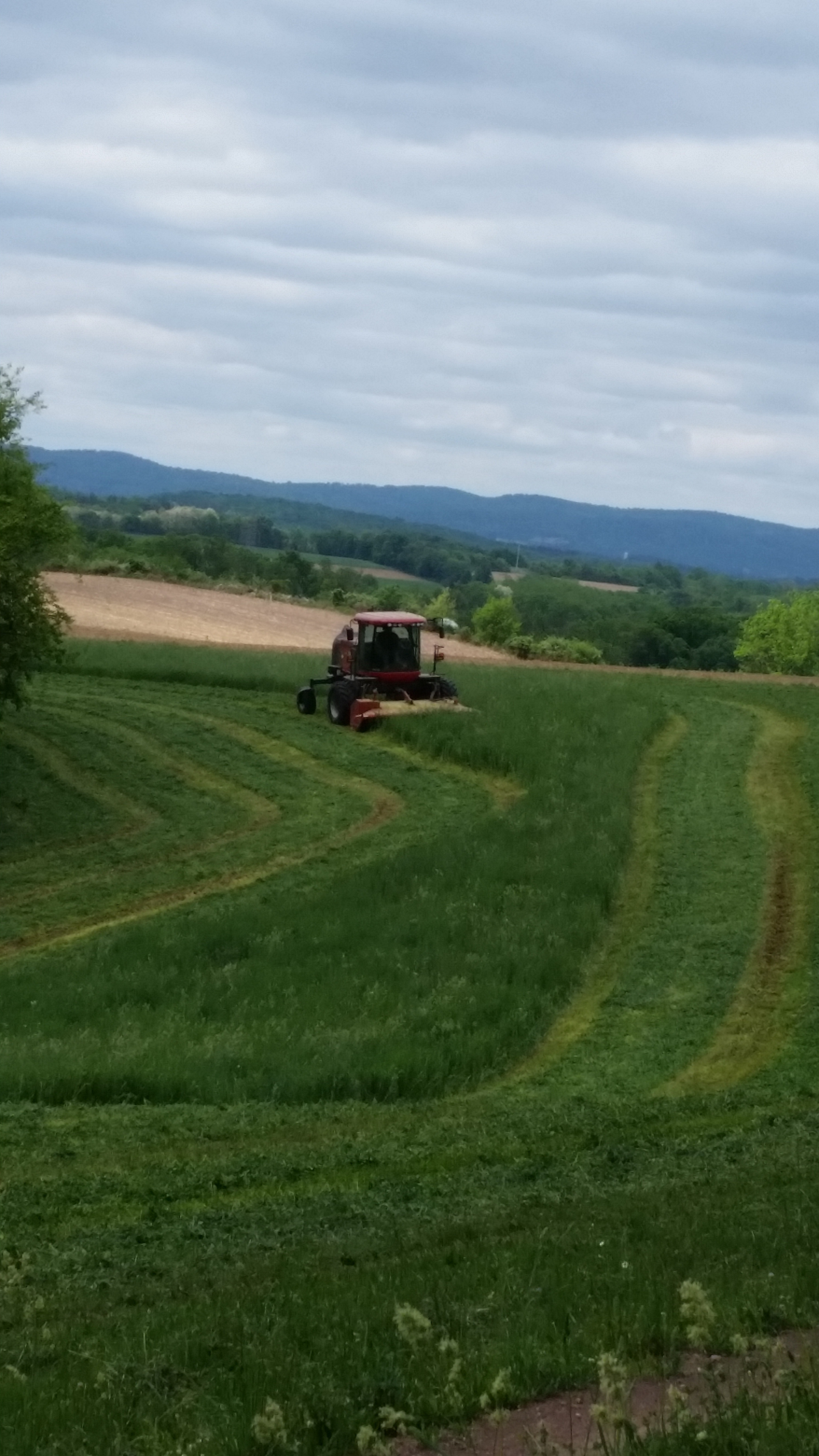 Tractor cutting hay